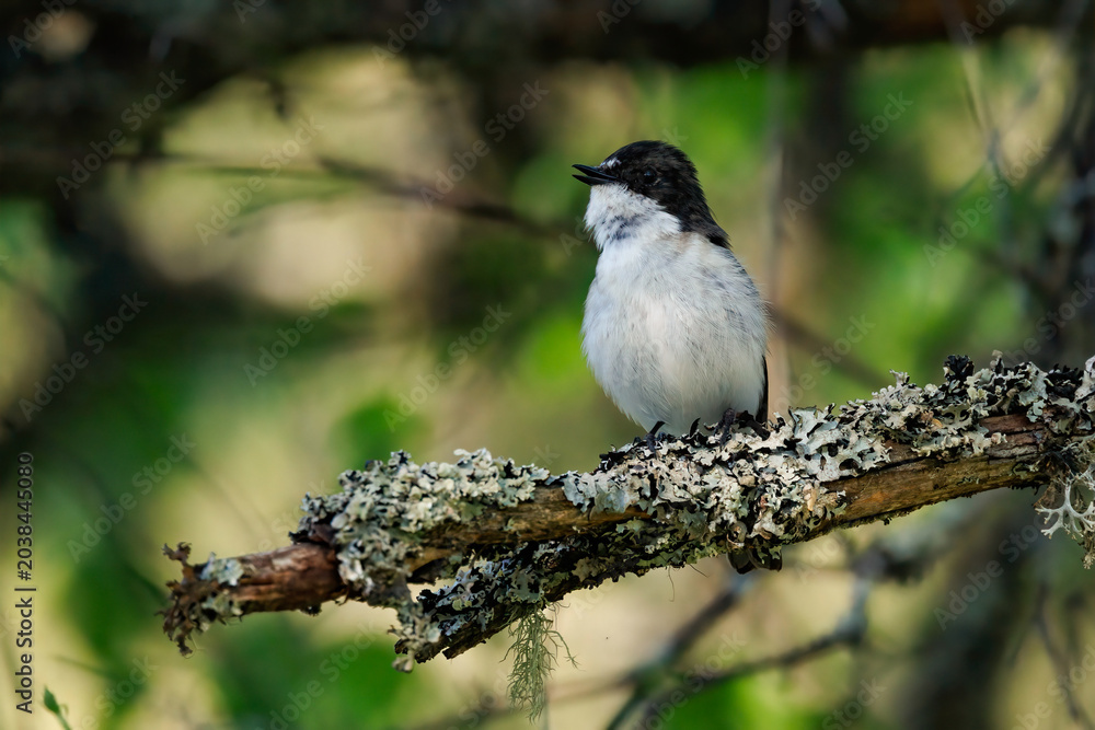 Obraz premium Trauerschnäpper (Ficedula hypoleuca) Weibchen