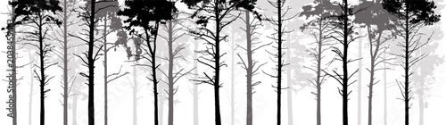 Billede på lærred Pine forest tree branches and twigs