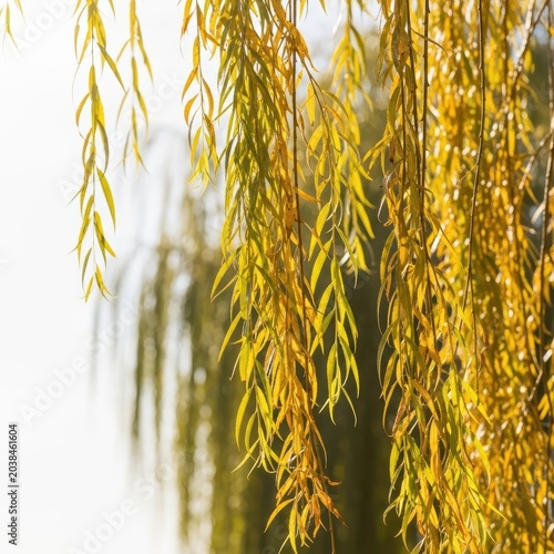 Long, slender willow branches flow freely, illuminated by brilliant sunlight. A powerful image of unrestricted movement, liberation, and natural grace, bright, fluid, gentle