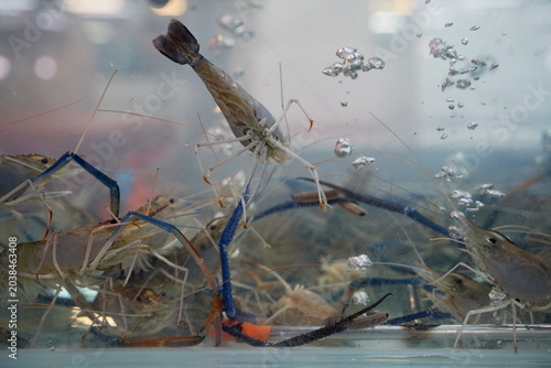 Slika na platnu Fresh live giant river prawns swimming in a clear water tank at a traditional Asian seafood market, raw freshwater seafood ingredients for cooking and street food cuisine without people