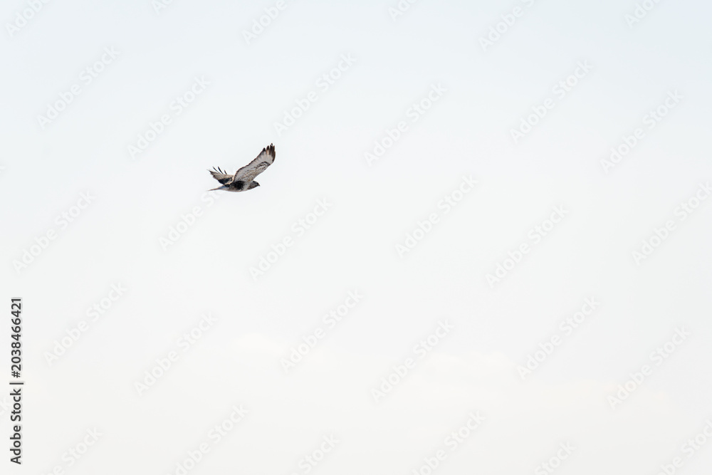 Fototapeta premium Bird of prey soaring gracefully against a clear sky, showcasing its wingspan and distinct feather patterns in a serene natural environment