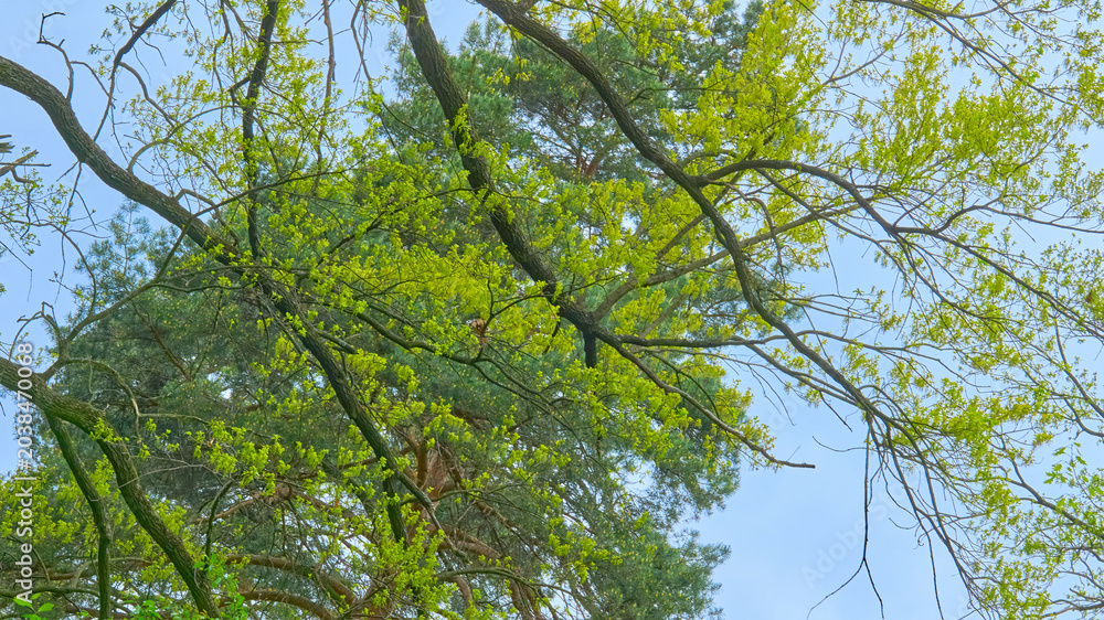 Fototapeta premium Sky and green blossoming nice trees, positive mood
