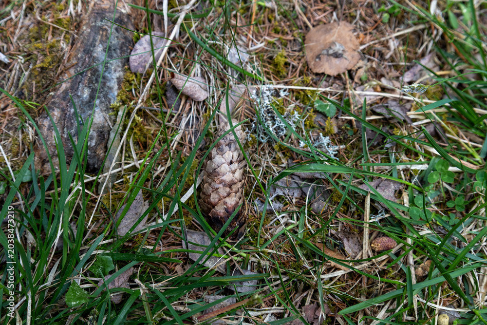 Fototapeta premium Close-up photo of a pine cone lying on a natural forest floor surrounded by green grass, dry pine needles, moss, and small plants. Detailed woodland texture with earthy tones and organic outdoor scene