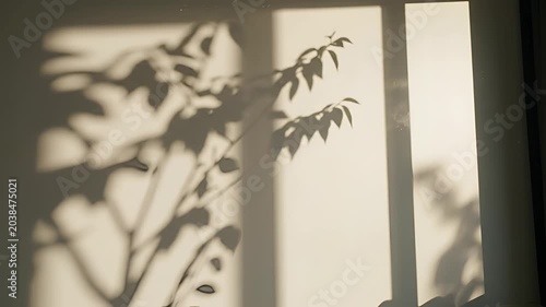 Sunlight casts plant shadows on a wall near a window.