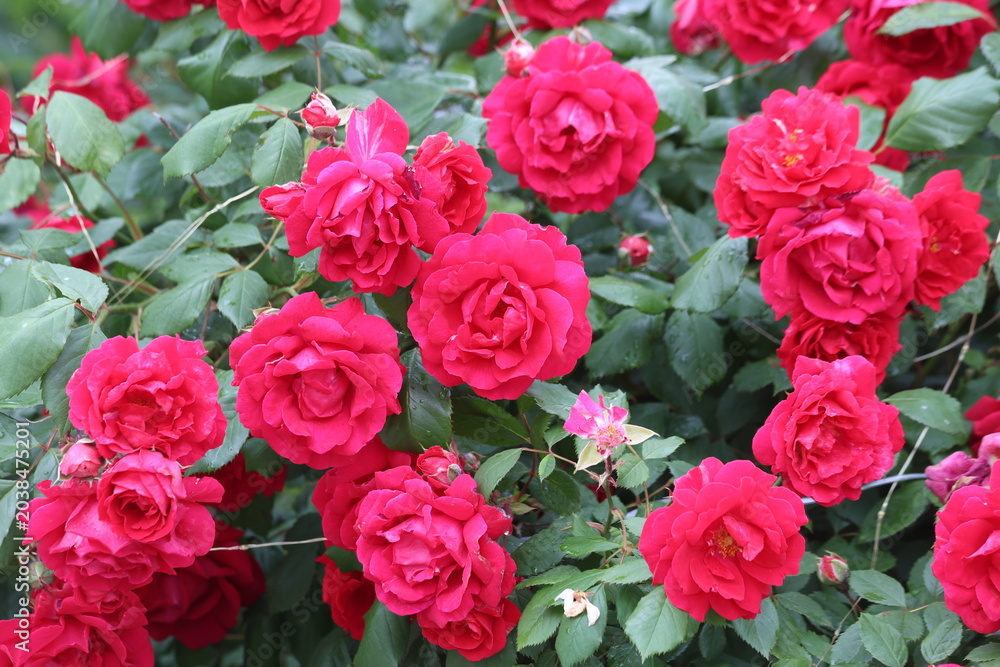 Obraz premium Abundant Red Shrub Roses Blooming on a Lush Green Garden Bush