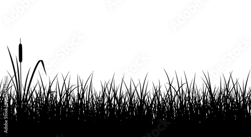 Photos Black silhouette of grass and cattail on white background, nature and landscape