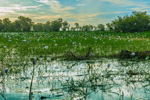 :Lilly fields at Corroboree bilabonf