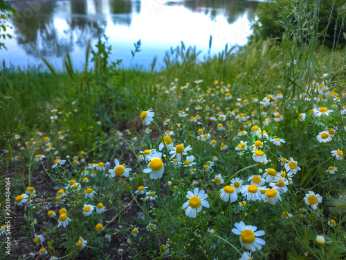 Εκτύπωση καμβά Medicinal chamomile, Matricaria chamomilla L. on the lake shore.