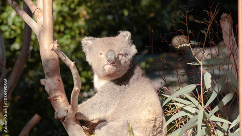 Canvas Print Koala Sitting in a Eucalyptus Tree at Ballarat Wildlife Park