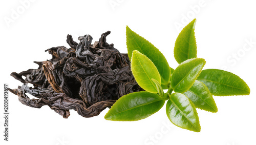 Dried dark tea leaves next to fresh green tea sprigs