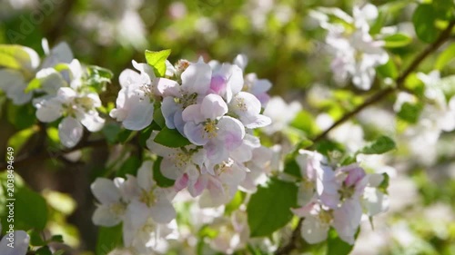 Malus sylvestris delicate white pink blossoms closeup sunlight green leaves springtime