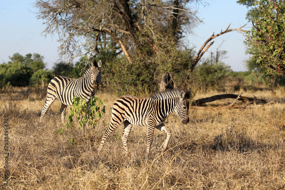Obraz premium Steppenzebra / Burchell's zebra / Equus quagga burchellii