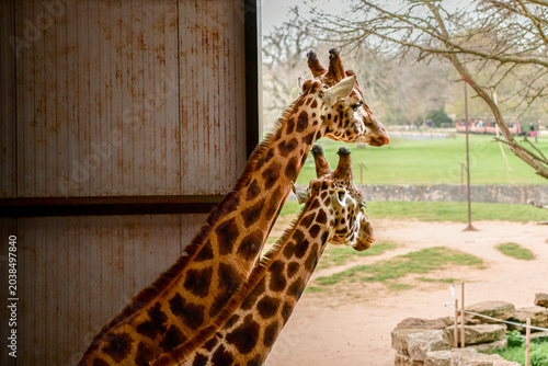 Canvas Print Two Rothschild's giraffes looking out from a giraffe house