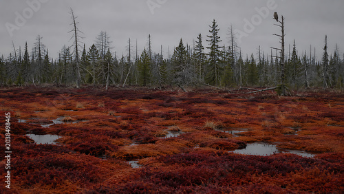 Overcast autumn landscape of a northern peat bog with red moss and pines