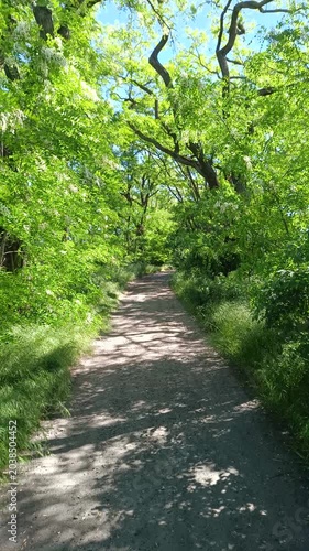 Sunlit rural dirt road through green acacia forest