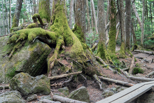 Photos 日本：北八ヶ岳／巨石を抱く木の根【黒曜の森】長野県佐久穂町・5月