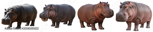 фотографія Four hippopotamuses in a row, isolated on transparent background