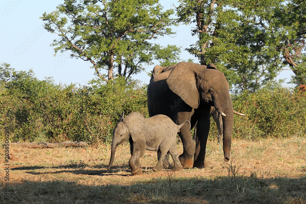 Fototapeta premium Afrikanischer Elefant / African elephant / Loxodonta africana