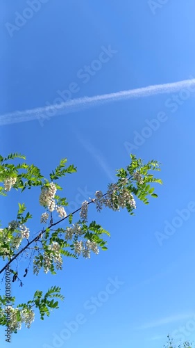 Blooming acacia branch against blue sky contrail