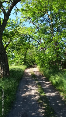 Rural dirt path under green acacia trees