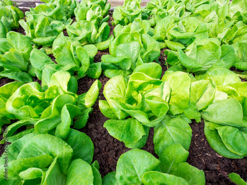 Fresh organic vegetables growing in a green garden during spring and summer