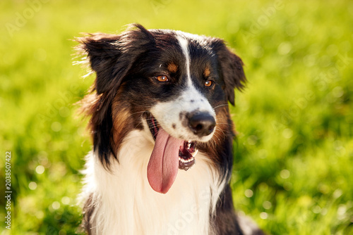Foto Black and white Australian Shepherd dog with a long tongue panting in a green gr