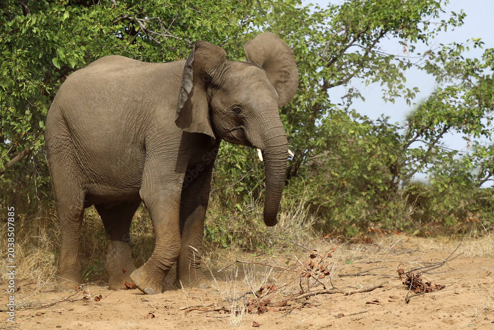 Fototapeta premium Afrikanischer Elefant / African elephant / Loxodonta africana
