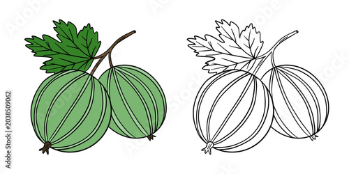 Hand-drawn illustration gooseberry in color and black white outline. Gooseberry berries, leaves, and natural organic textures. Green and red tones, outline kids coloring pages and educational