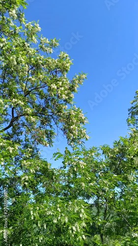 Mature blooming acacia trees under blue sky