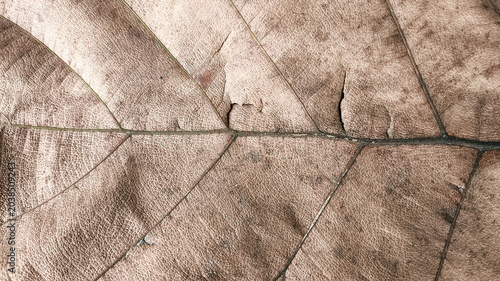 Fotografie Close up macro detail of dry leaf texture with natural veins and earthy organic surface, perfect for autumn backgrounds, botanical concepts, eco design projects, and nature themed wallpapers