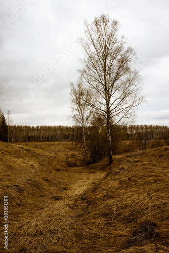 a birch grove in early spring on a cloudy day