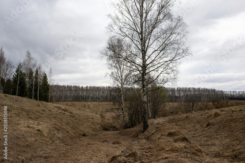 a birch grove in early spring on a cloudy day