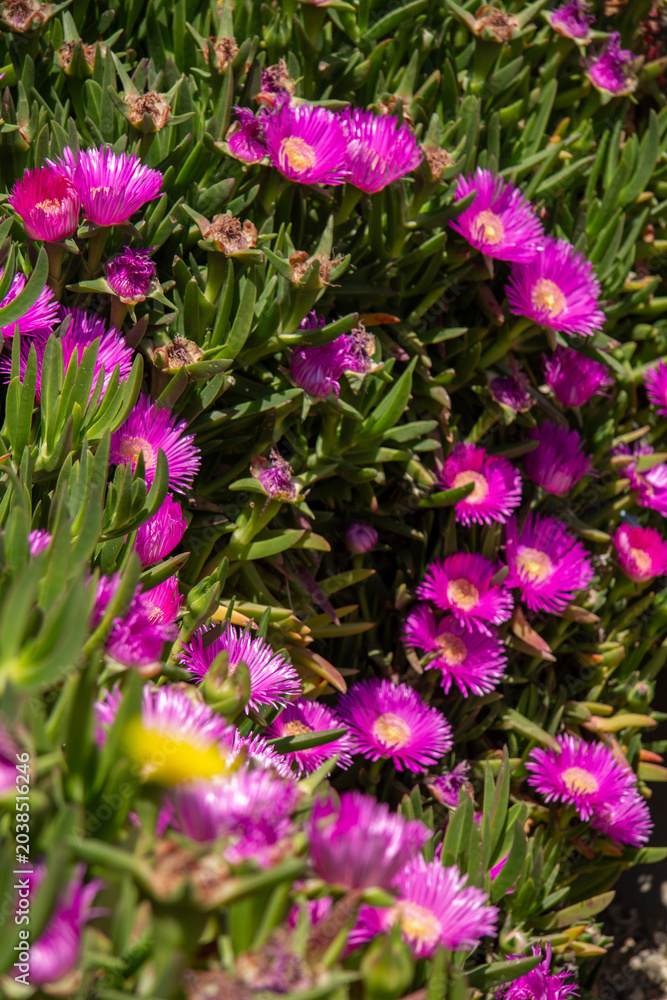 Obraz premium Carpobrotus edulis, a succulent native to South Africa. Commonly known as Ice Plant, Hottentot-fig, Sour Fig, or Pigface