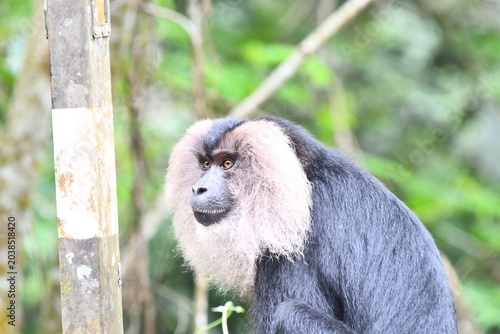 Photos The lion-tailed macaque (Macaca silenus)