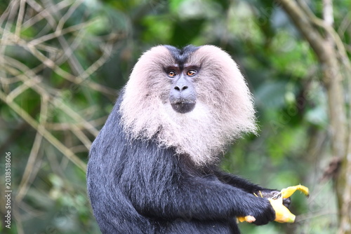 Tableau sur toile The lion-tailed macaque (Macaca silenus)
