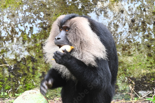 The lion-tailed macaque (Macaca silenus)