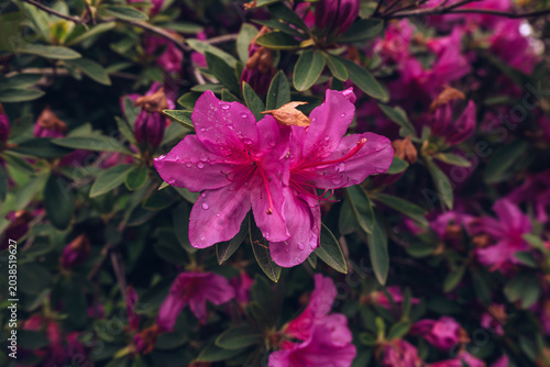 Bild auf Leinwand bright magenta rhododendron in bloom