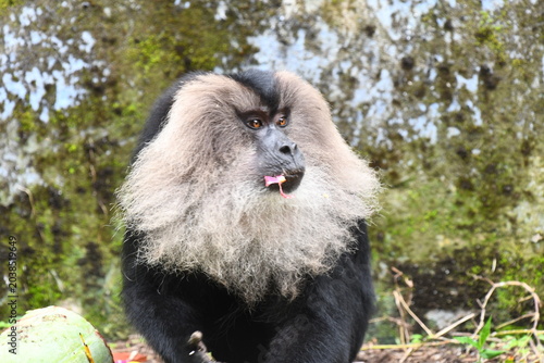 The lion-tailed macaque (Macaca silenus)