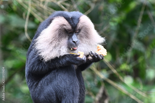 The lion-tailed macaque (Macaca silenus)