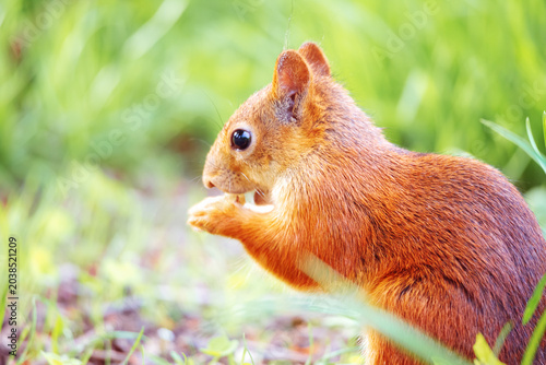 Bild auf Leinwand Eurasian red squirrel sits with a nut on the grass in a park