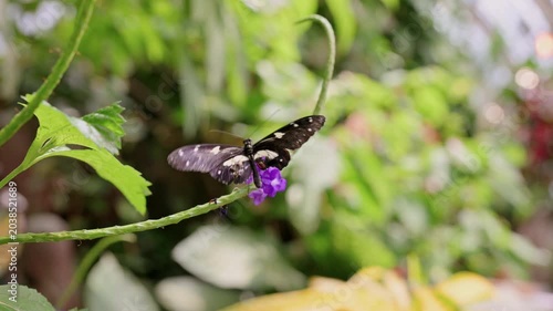 Black Butterfly Sips Nectar From Purple Bloom Inside Vienna Greenhouse, Detailed Wing Patterns And Spots,
