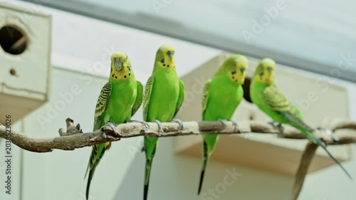 Four Green Budgerigars Perched On Branch Near Nest Box Inside Aviary, Birds Preening And Socializing, Bright