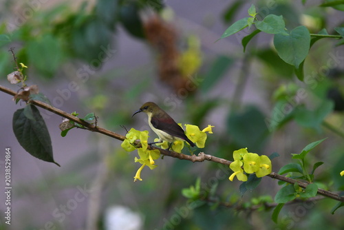 The crimson-backed sunbird or small sunbird (Leptocoma minima)