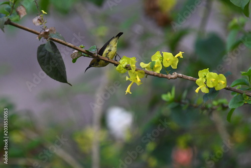The crimson-backed sunbird or small sunbird (Leptocoma minima)