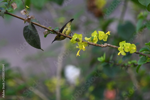 The crimson-backed sunbird or small sunbird (Leptocoma minima)