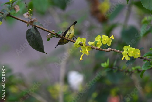 The crimson-backed sunbird or small sunbird (Leptocoma minima)
