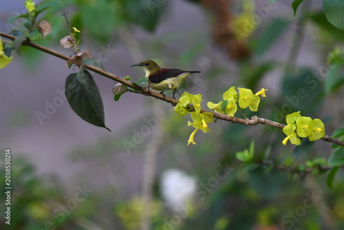 The crimson-backed sunbird or small sunbird (Leptocoma minima)
