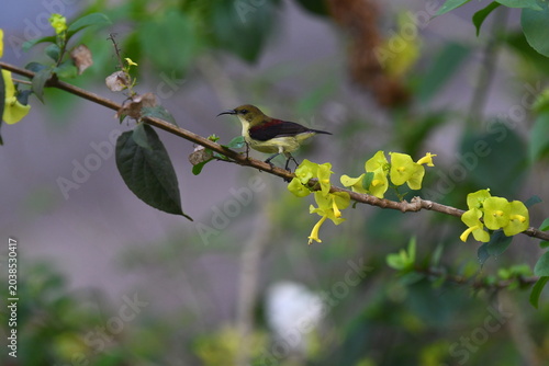 The crimson-backed sunbird or small sunbird (Leptocoma minima)