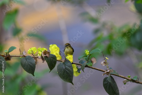 The crimson-backed sunbird or small sunbird (Leptocoma minima)