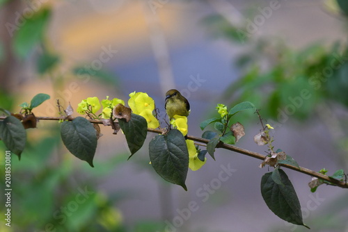 The crimson-backed sunbird or small sunbird (Leptocoma minima)